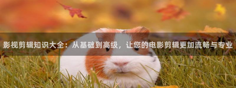 金牌銷售電影免費：影視剪輯知識大全：從基礎到高級，讓您的電影剪輯更加流暢與專業
